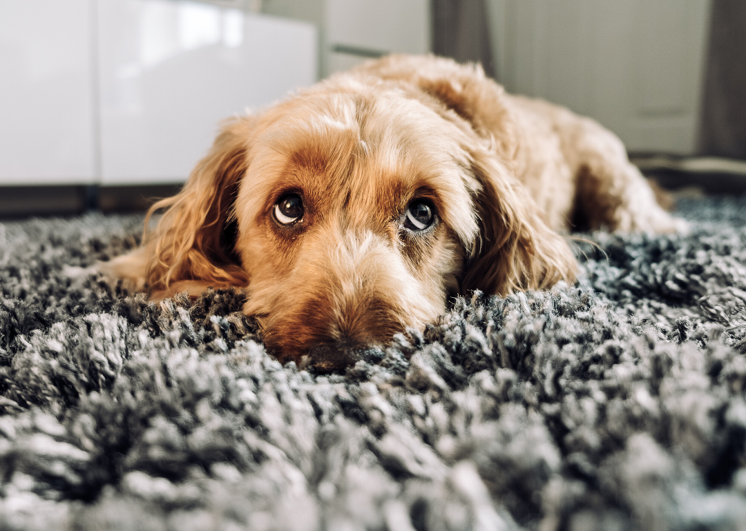 Dogs have evolved a special muscle to make puppy dog eyes